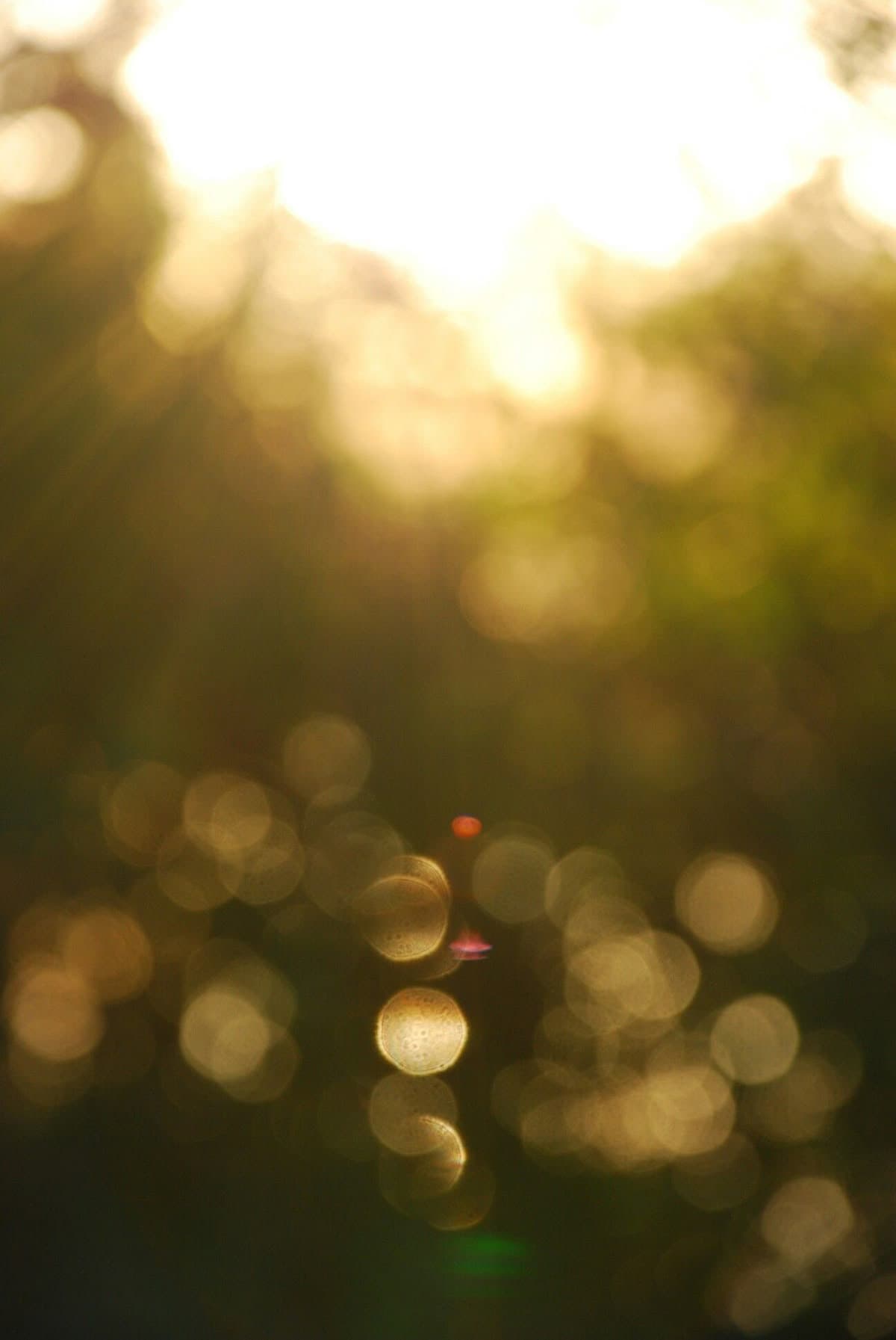GARDEN, EARLY MORNING